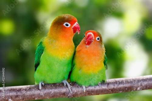 Lovebird parrots sitting together