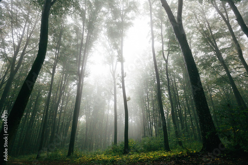 Fototapeta Naklejka Na Ścianę i Meble -  Forest with fog over the mountains