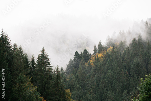 mountains with fir trees covered with fog photo