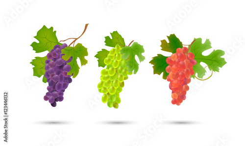 grape branch set isoleted