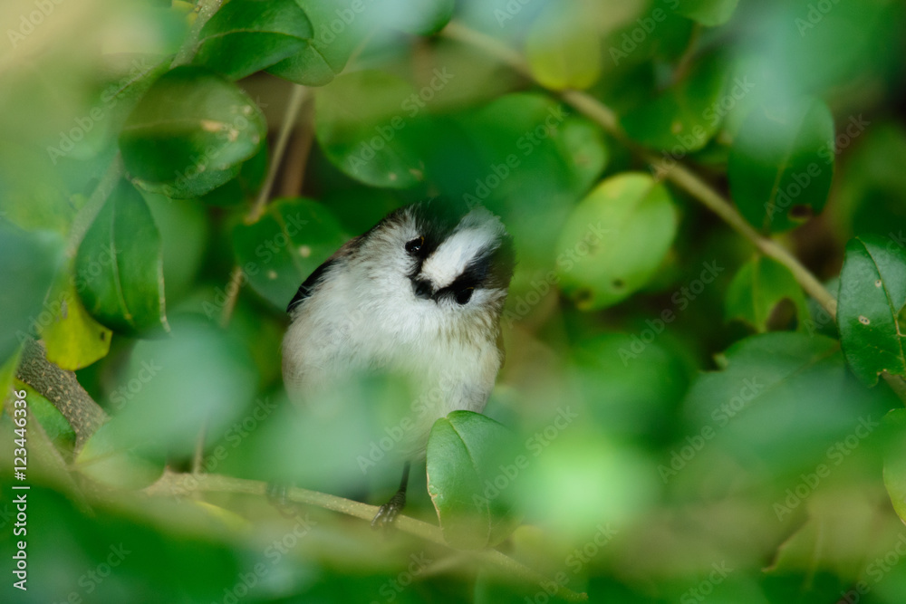 Obraz premium エナガ