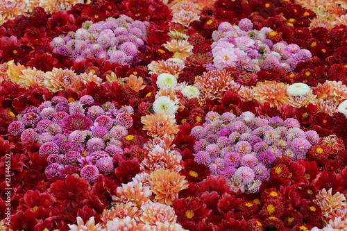 ダリアの花絨毯