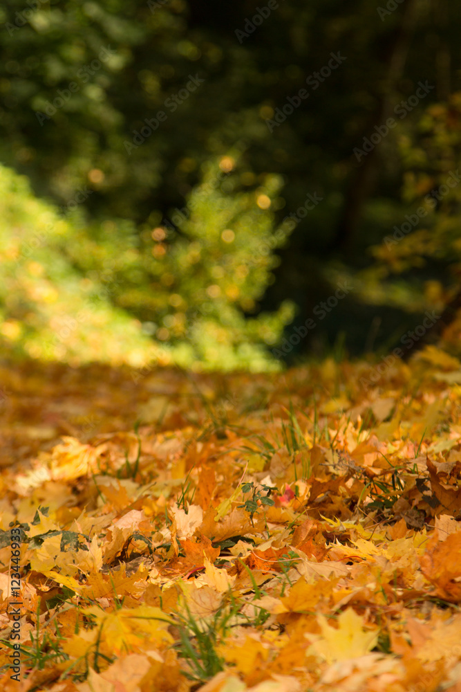 Autumn forest