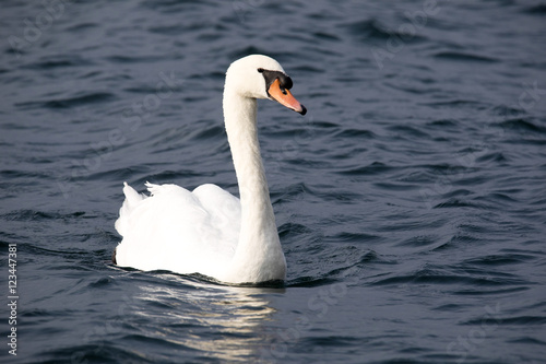 Mute swan  Cygnus olor  Lago di Grada  Italy