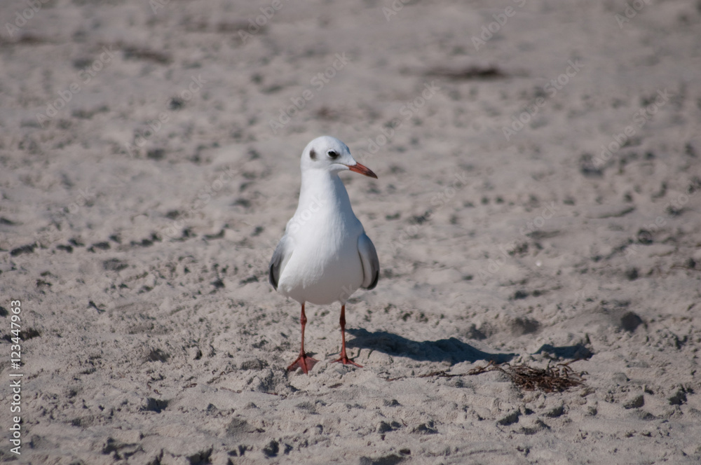 Strandräuber -Möwen. Norddeutschland. Ostsee Strandräuber -Möwen. Norddeutschland. Ostsee