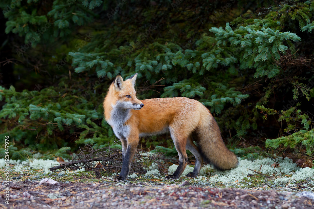 Red fox (Vulpes vulpes) in Algonquin Park, Canada in autumn