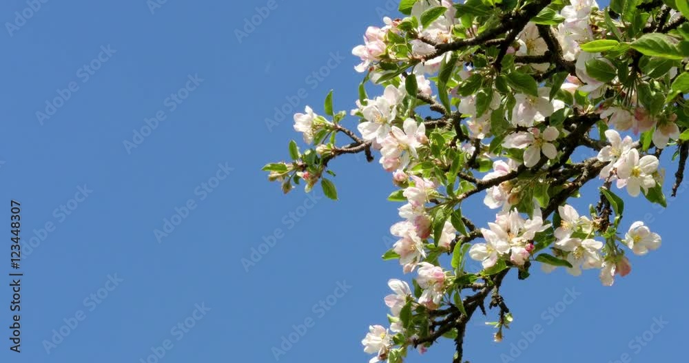 apple-tree flower Bright white illuminated by a bright ray of the spring sun and blue sky on a back background apple-tree flower Bright white illuminated by a bright ray of the spring sun and blue sky on a back background