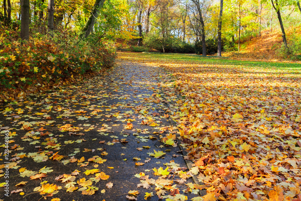 Fototapeta premium aspholt road in fall park with fallen golden leaves at sunny day