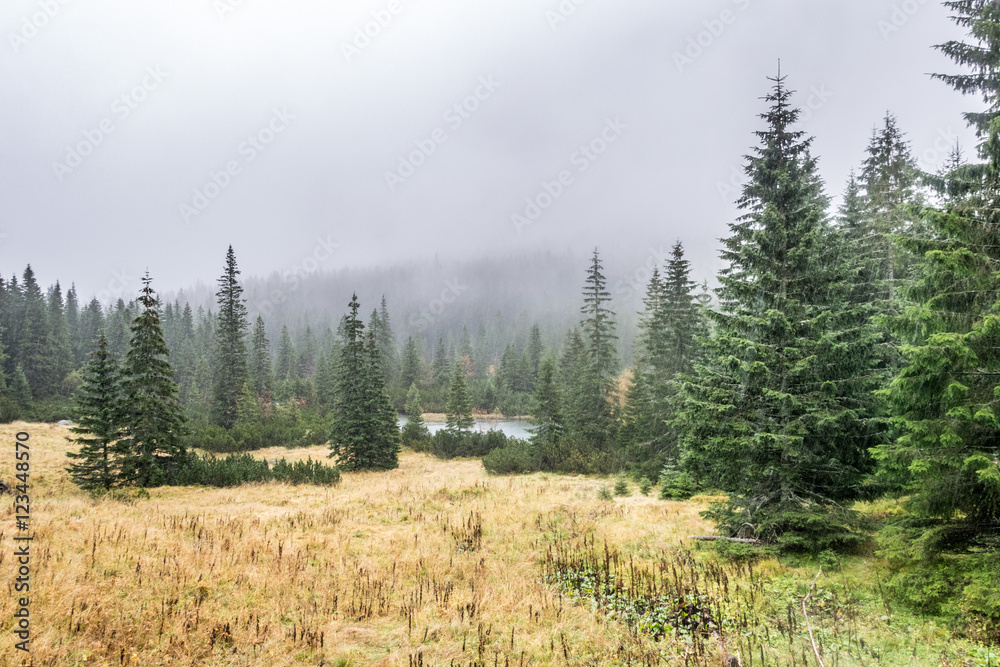 Lake and woods in a meadow on a cloudy, misty day