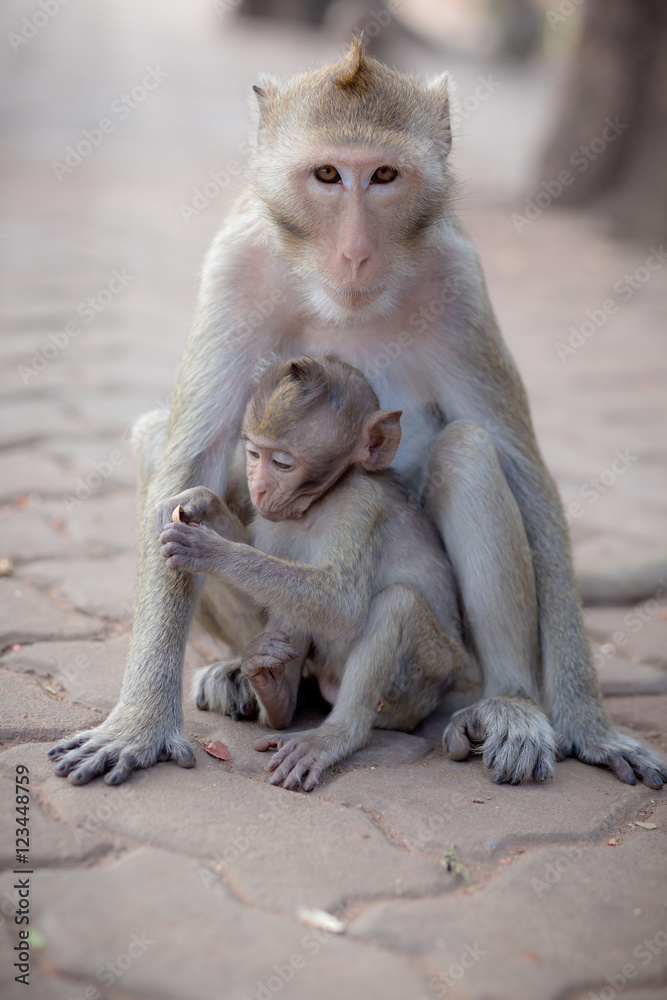 portrait of family monkeys
