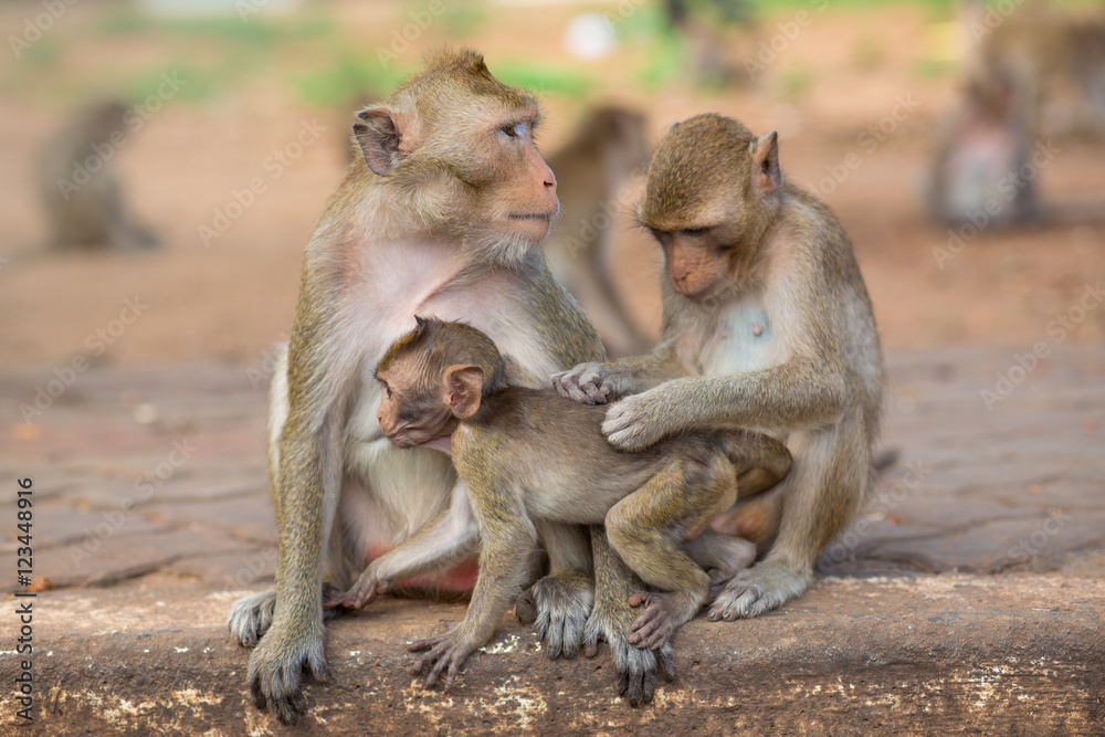 portrait of family monkeys
