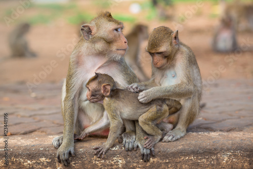 portrait of family monkeys  
