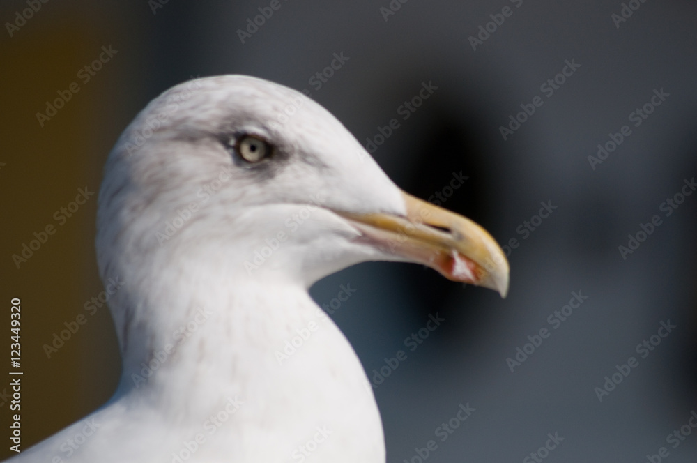 Vorsicht - Seemöwen. Seagull´s an der Ostsee. Norddeutschland Vorsicht - Seemöwen. Seagull´s an der Ostsee. Norddeutschland