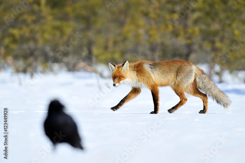 Red fox with raven on snow