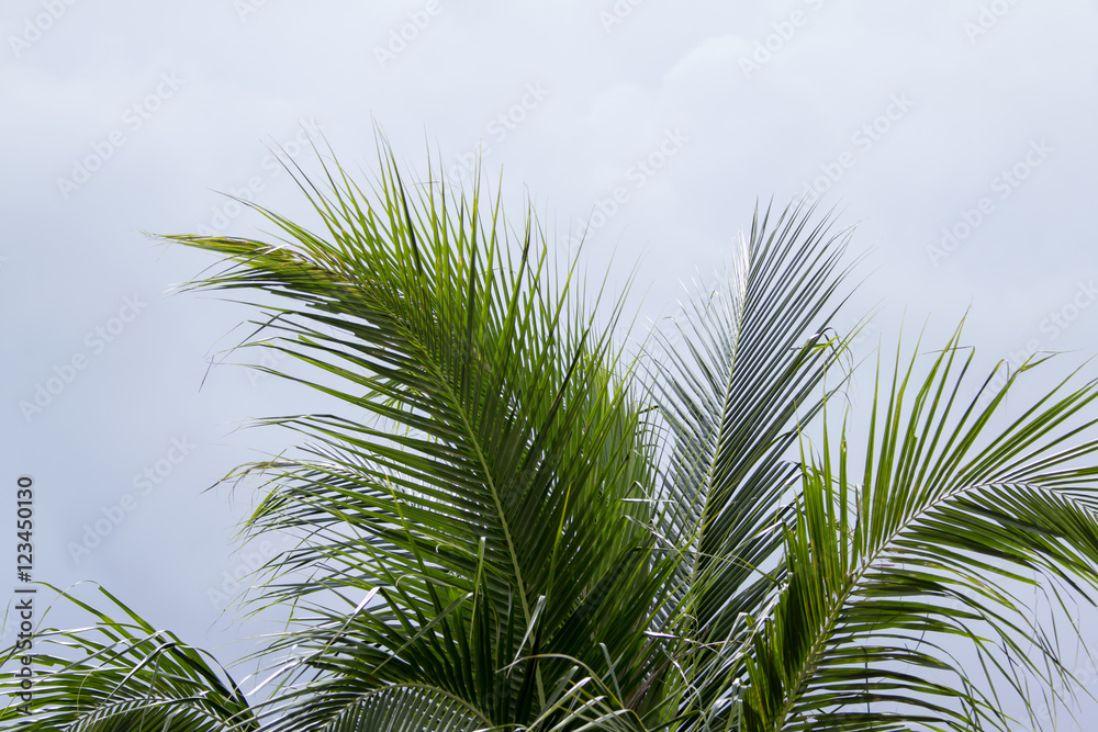 Fototapeta premium coconut leaves background