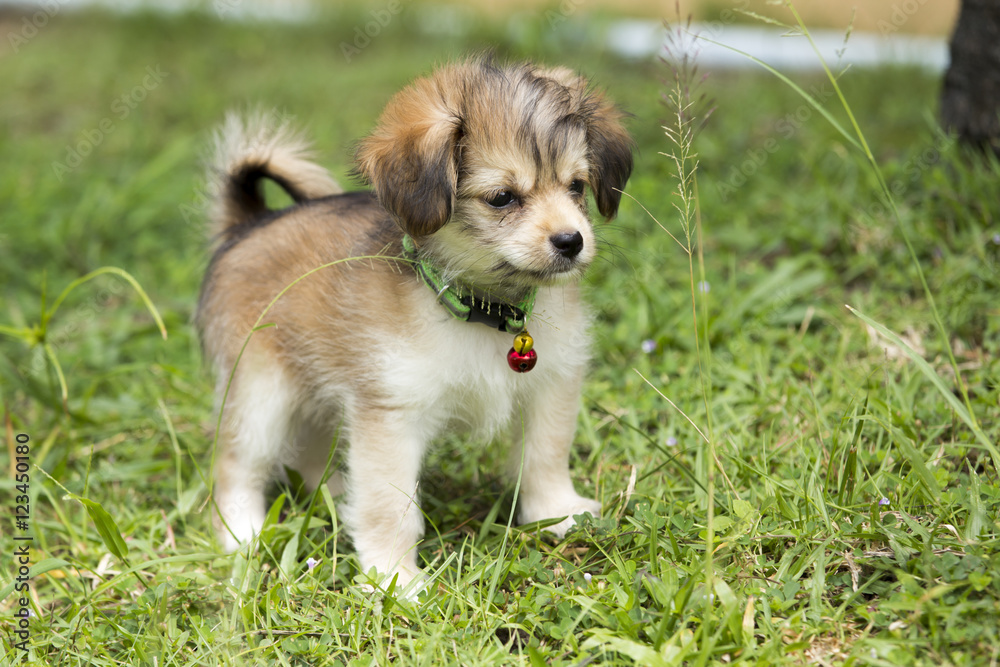 Puppy on the lawn