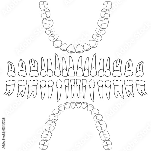 dental formula, the template vector teeth for dental clinic website