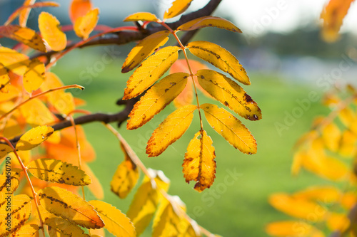 Yellow leaves of mountain ash in the autumn.