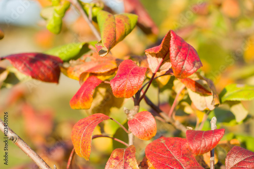 The leaves of apple trees in the fall.