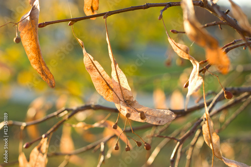 Golden autumn linden blossom photo