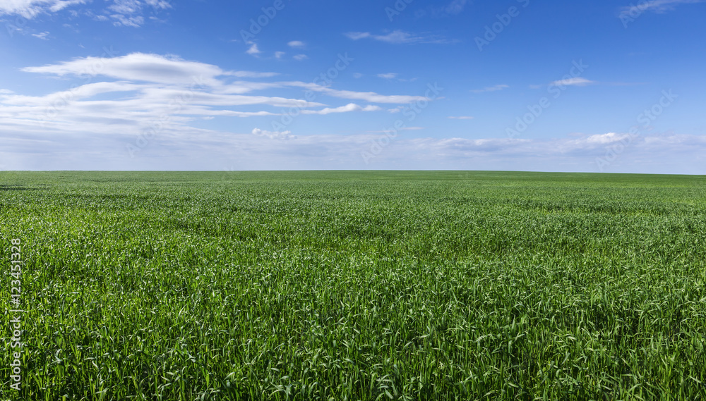 field of green grass and sky field of green grass and sky