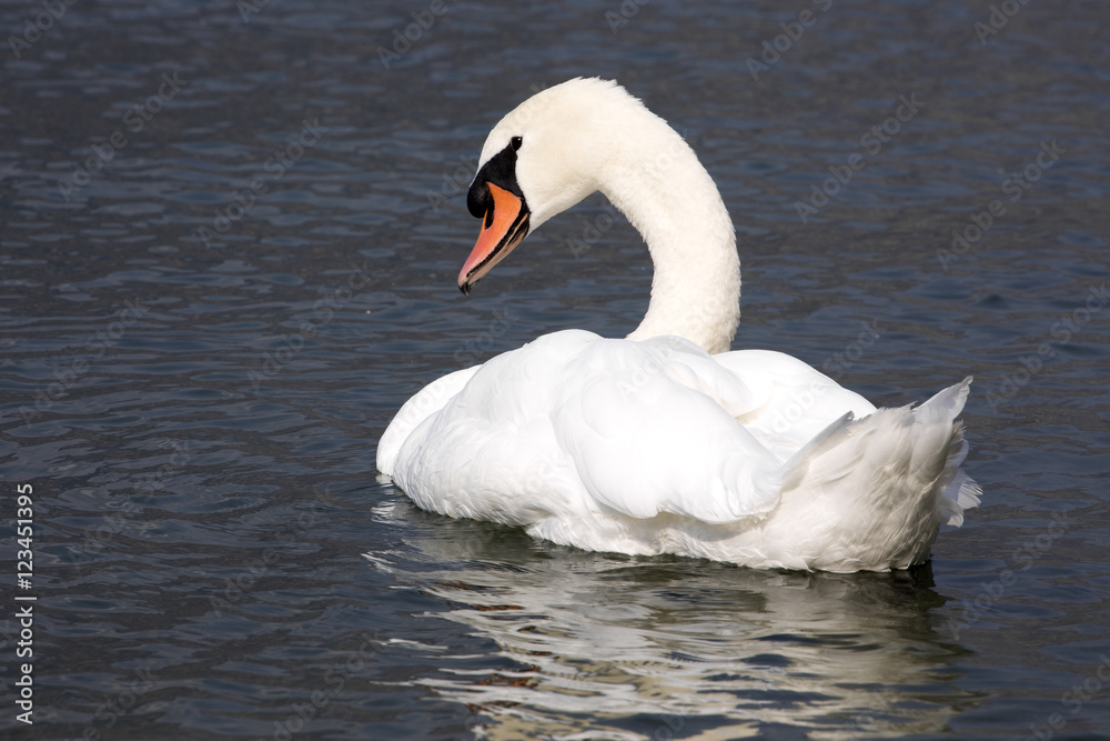 Obraz premium Mute swan, Cygnus olor, Lago di Grada, Italy