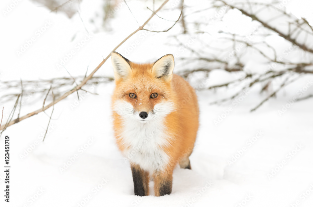 A Red fox (Vulpes vulpes) with a bushy tail isolated against a white background walking in the winter snow in Algonquin Park, Canada