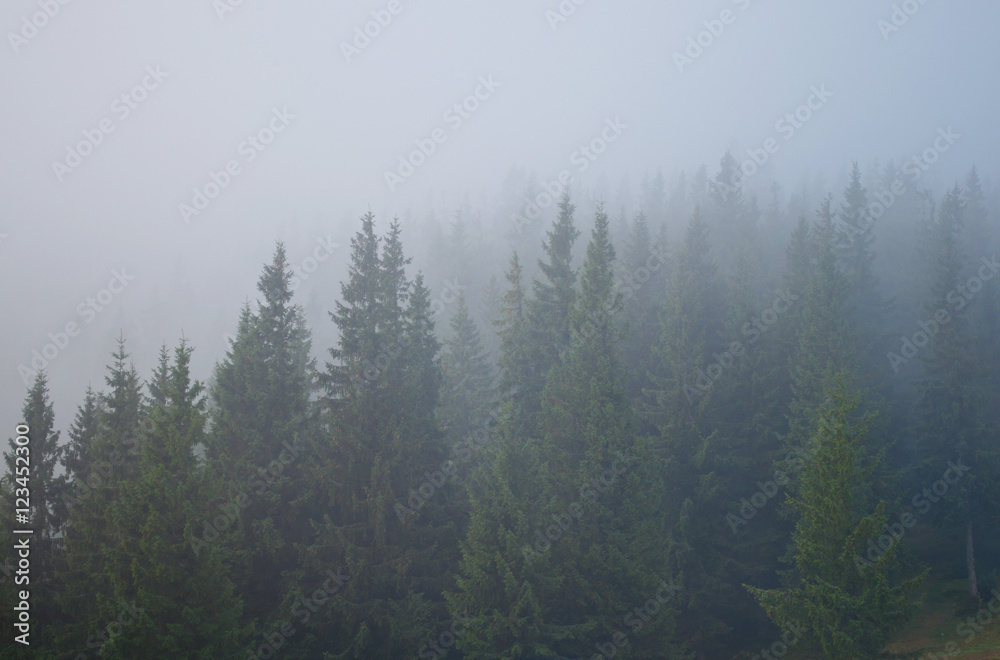 Pine trees covered in grey mist Pine trees covered in grey mist