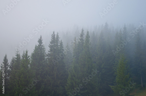 Pine trees covered in grey mist