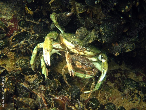 Mating Crabs 2 © Markus S.