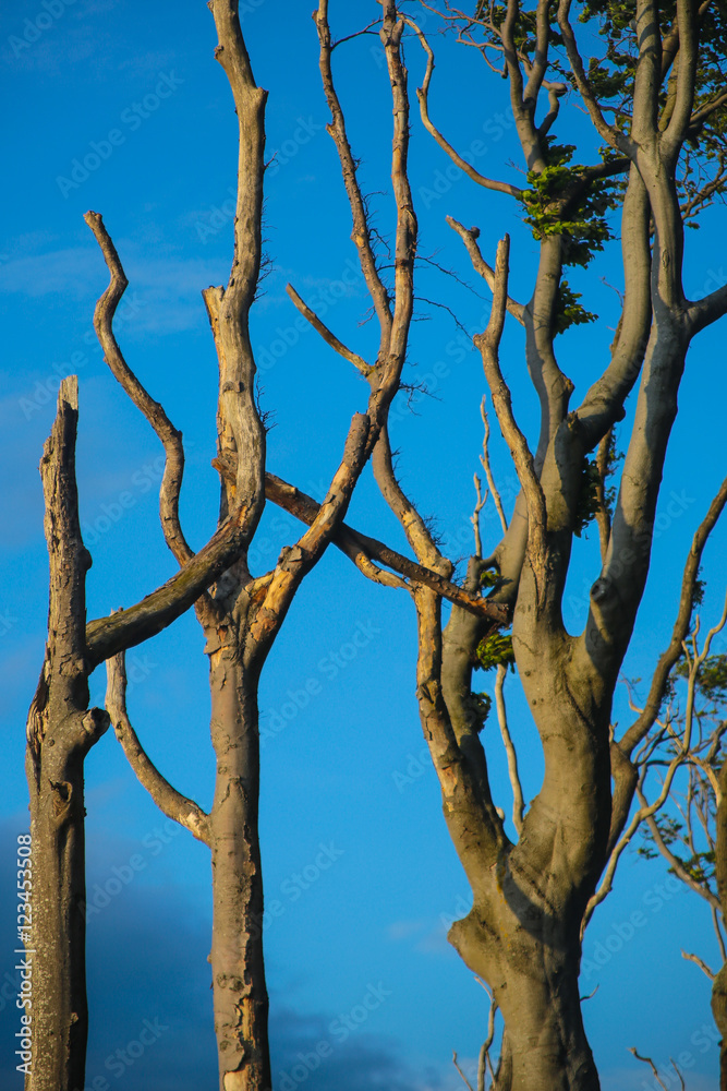 Buchen im Gespensterwald Ostsee Buchen im Gespensterwald Ostsee