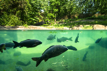 Fototapete Unterwasser Blauer Fisch im Sommerfluss Park  © STUDIO MELANGE