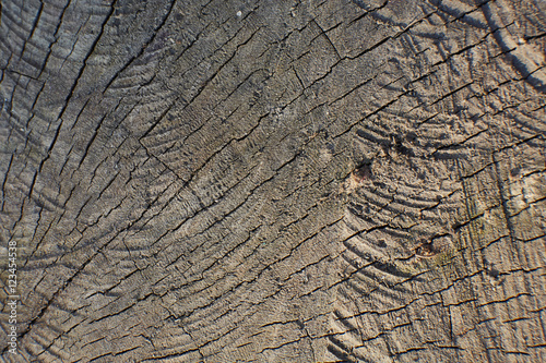 circle wood texture of old tree