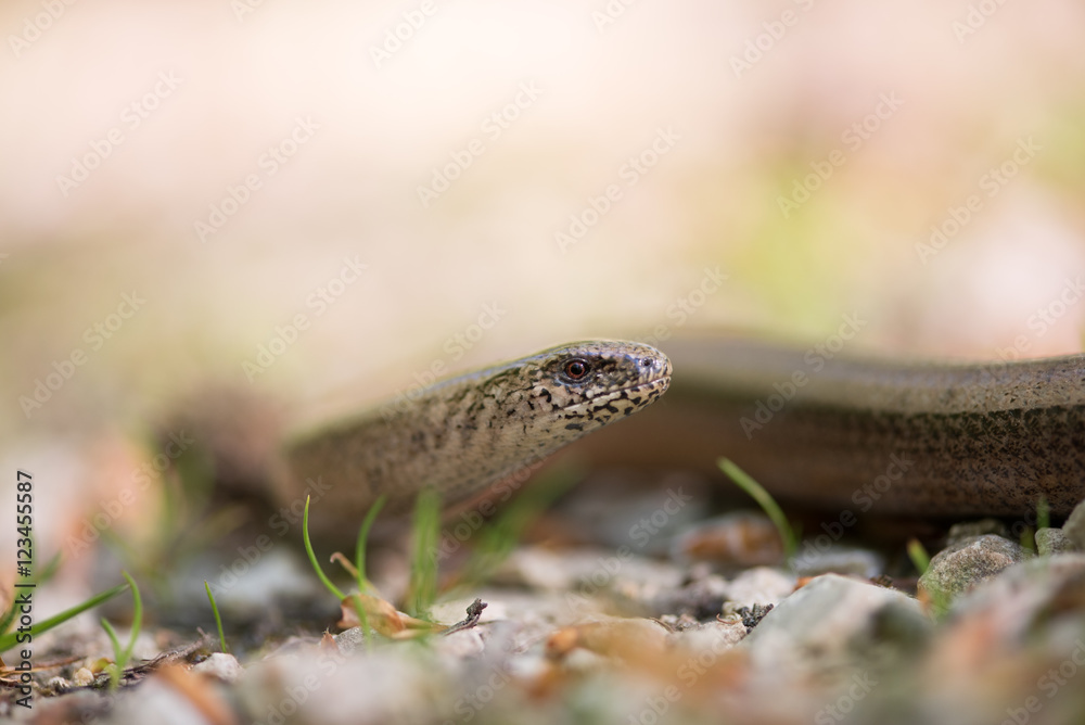 Blindschleiche, Slow worm, Anguis fragilis Blindschleiche, Slow worm, Anguis fragilis
