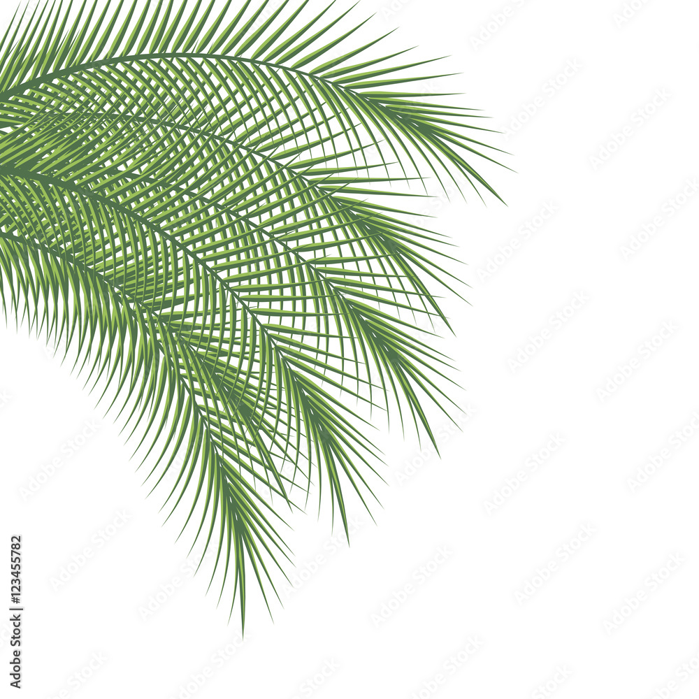 Branches of palm trees Branches of palm trees
