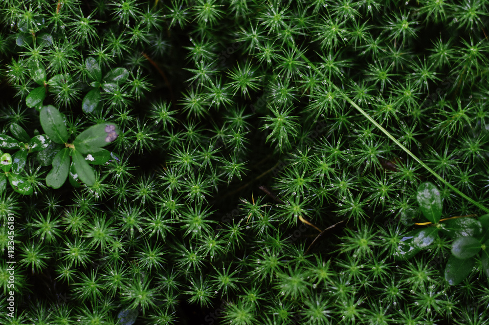 Forest moss texture top view of an overall plan Forest moss texture top view of an overall plan