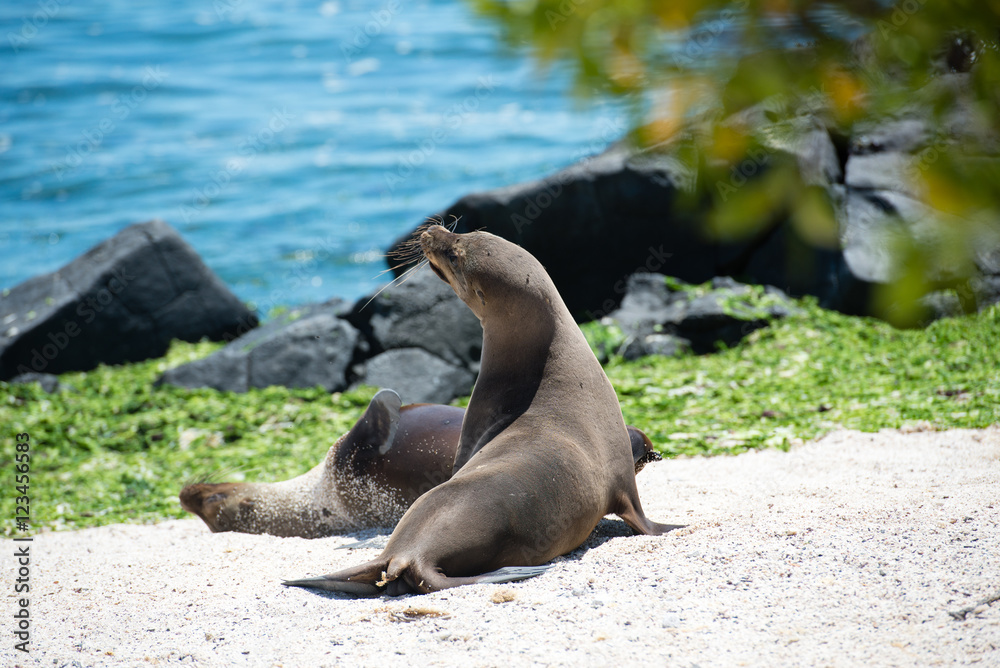 Fototapeta premium ガラパゴスアザラシ