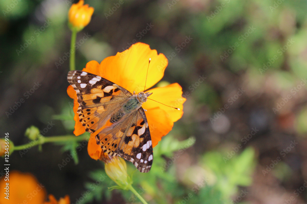 Obraz premium キバナコスモスの花の蜜を吸うヒメアカタテハ