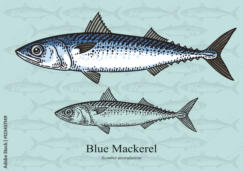 Fototapeta premium Blue Mackerel. Vector illustration for artwork in small sizes. Suitable for graphic and packaging design, educational examples, web, etc.