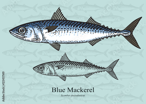 Blue Mackerel. Vector illustration for artwork in small sizes. Suitable for graphic and packaging design, educational examples, web, etc.