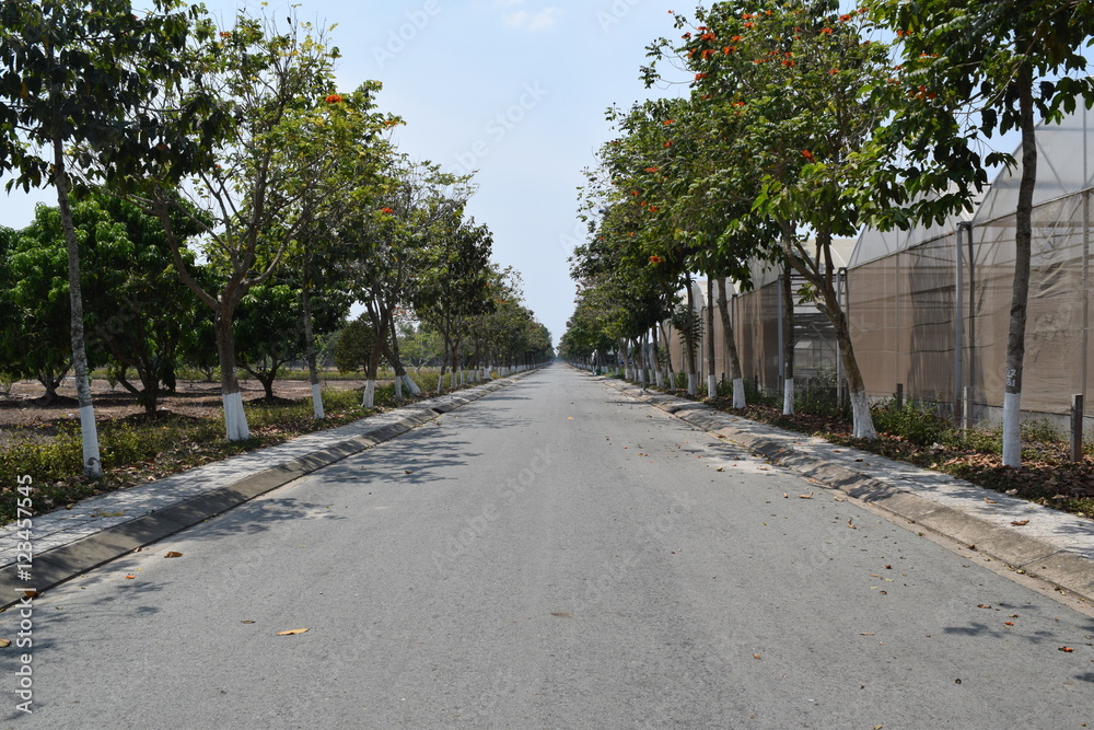 open road with tree rows on the pavement