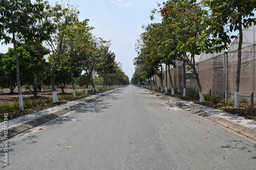 open road with tree rows on the pavement
