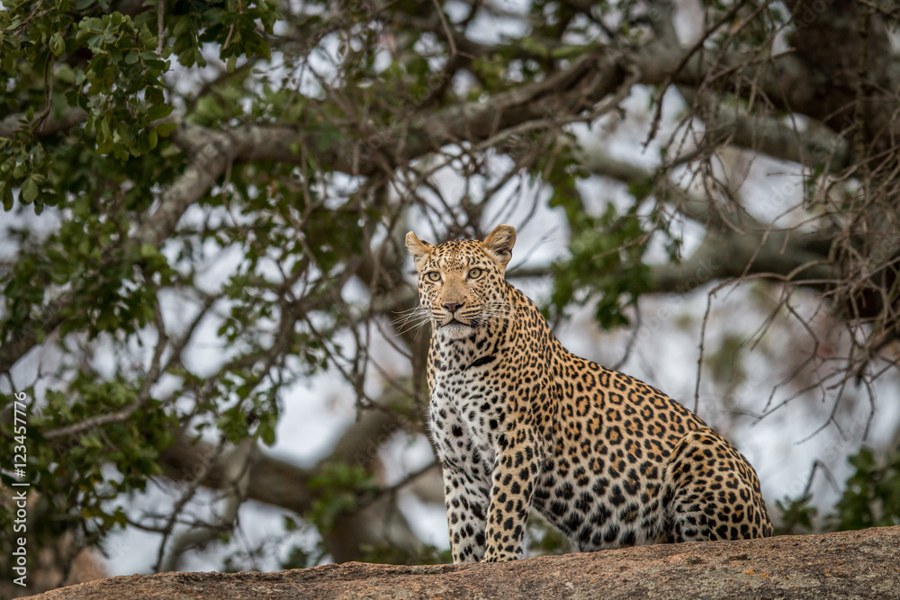 Leopard on the rocks. Leopard on the rocks.
