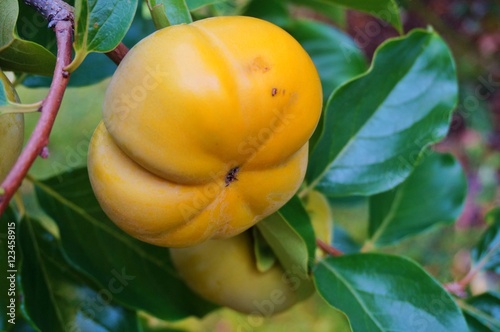 Orange persimmon kaki fruits on a tree in the fall photo