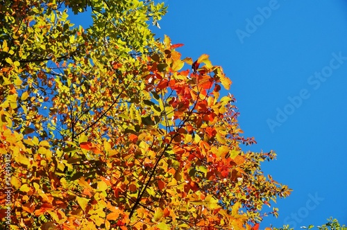 Colorful red and orange leaves during foliage season on the East Coast