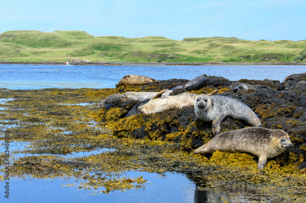 Colonies of Seals at Dunvegan Castle, Scotland
