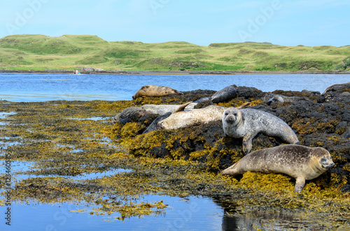 Obraz na płótnie Colonies of Seals at Dunvegan Castle, Scotland w salonie