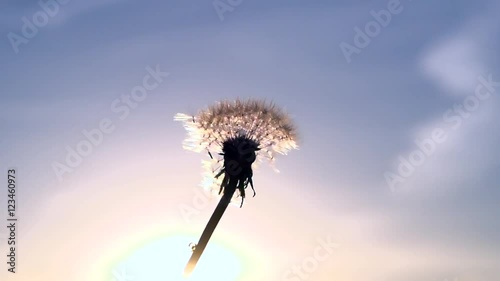 Blowing Dandelion Seeds. Flying dandelion seeds against the bright sun. Slow motion 240 fps.