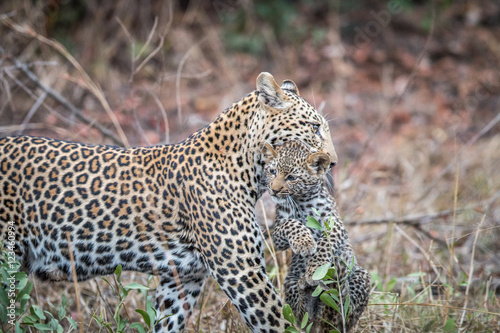 Leopard carrying a cub.