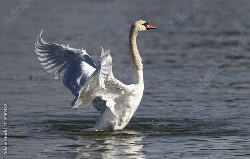 Beautiful swan spreads its wings on Danube river in Zemun  Belgrade  Serbia.